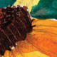 Jenny Smith Greene's Watercolor Notecards