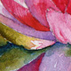 Waterlily