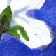 White Flowers