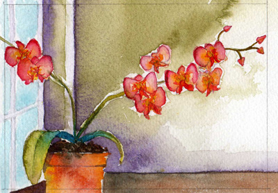Windowsill Orchids