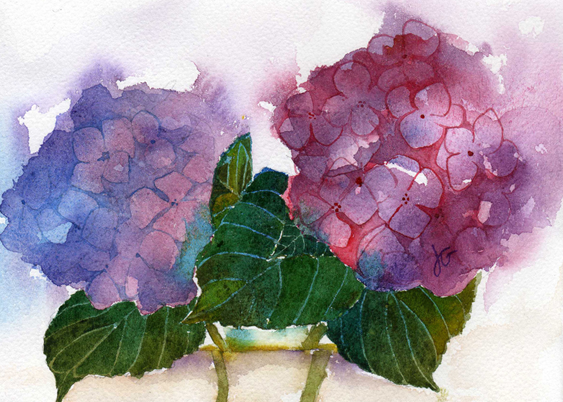 Hydrangea Flower