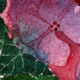 Hydrangea Flower Watercolor Painting