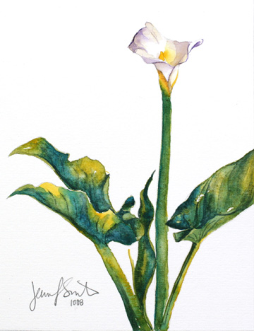 Calla Lily