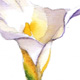 Calla Lilly