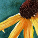 Black Eyed Susan