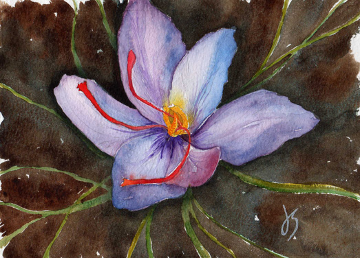 Crocus 