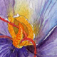 Crocus