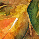 Sycamore Leaf 1