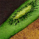 Kiwi Fruit