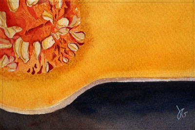 Butternut Squash