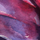 Red Cabbage