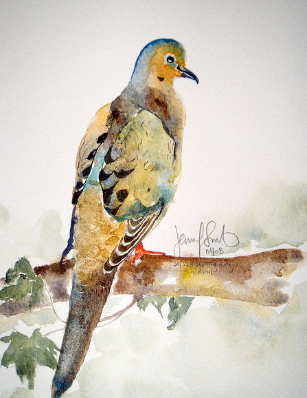 Mourning Dove